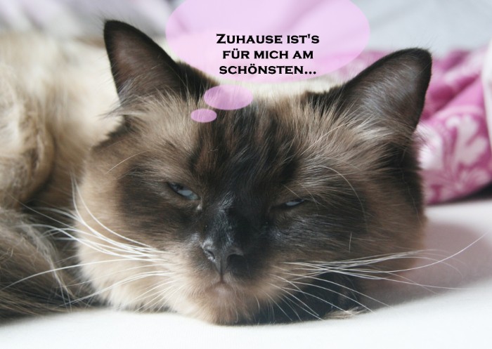 Katzensitter Happy Cats Care